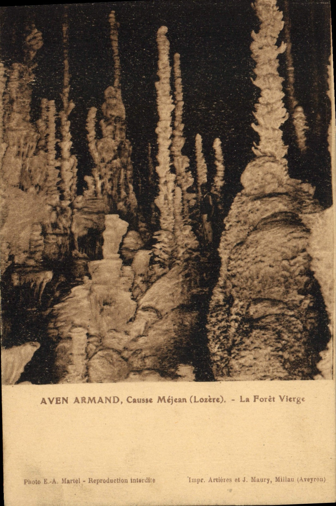 CPA Gorges Du Tarn Aven Armand Causse Mejean La foret vierge 
