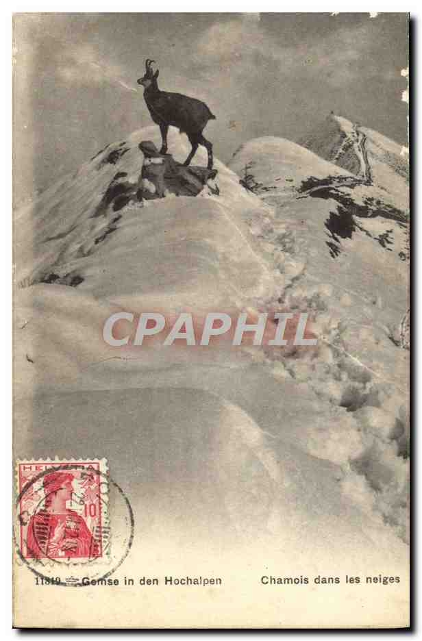 CPA Gemse in des Hochalpen Chamois dans les Neiges