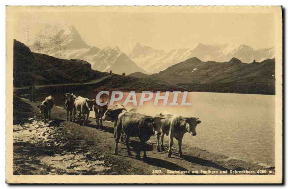 CPA Bachalpsee am Faulhorn und Screckhorn Vaches