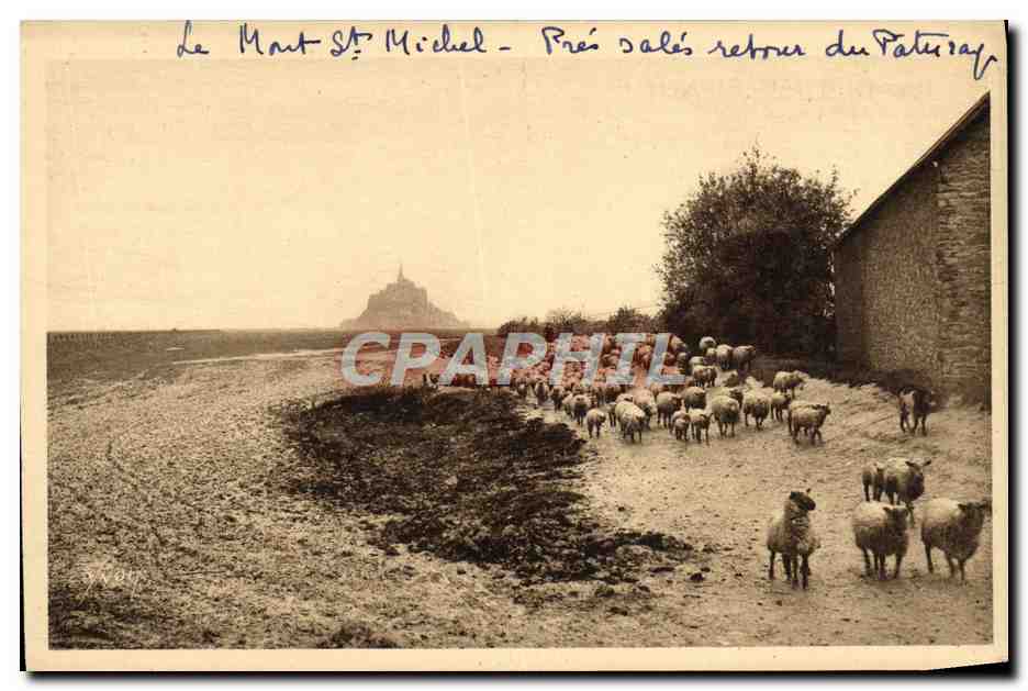 CPA La Douce France Le Mont St Michel Pres Sales Retour Du Paturage Moutons