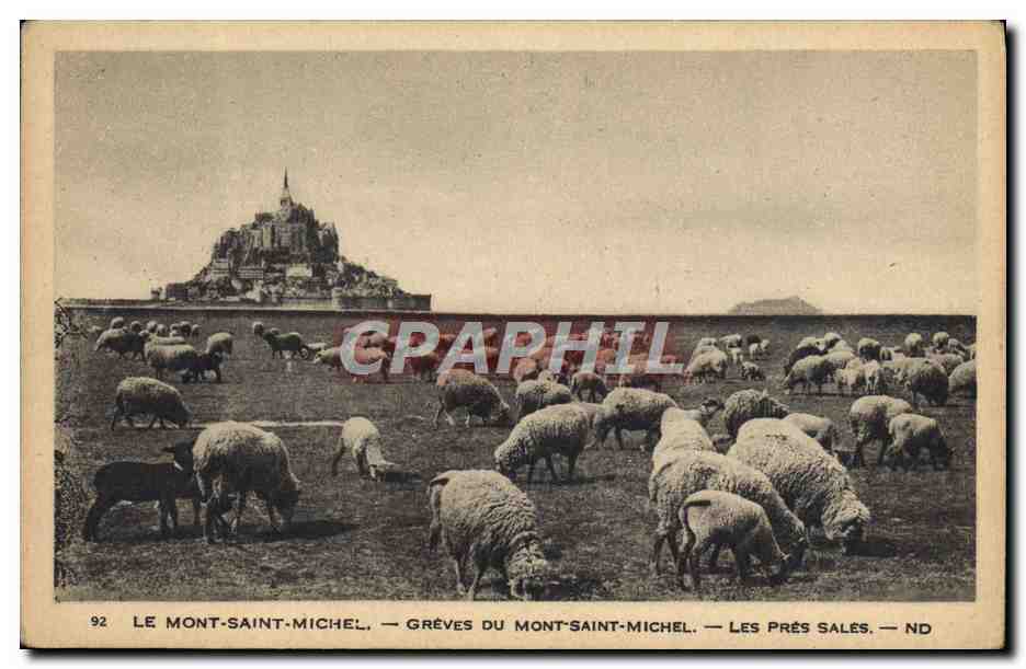 CPA Le Mont Saint Michel Greves Du Mont Saint Michel Les Pres Sales Moutons