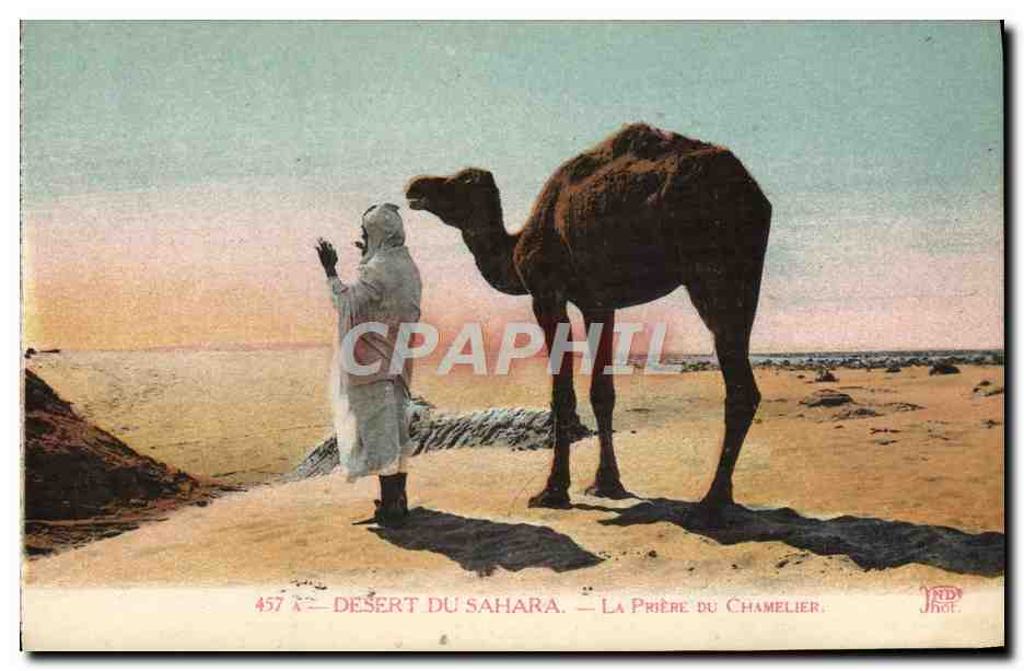 CPA Chameau Desert du Sahara La priere du chamelier