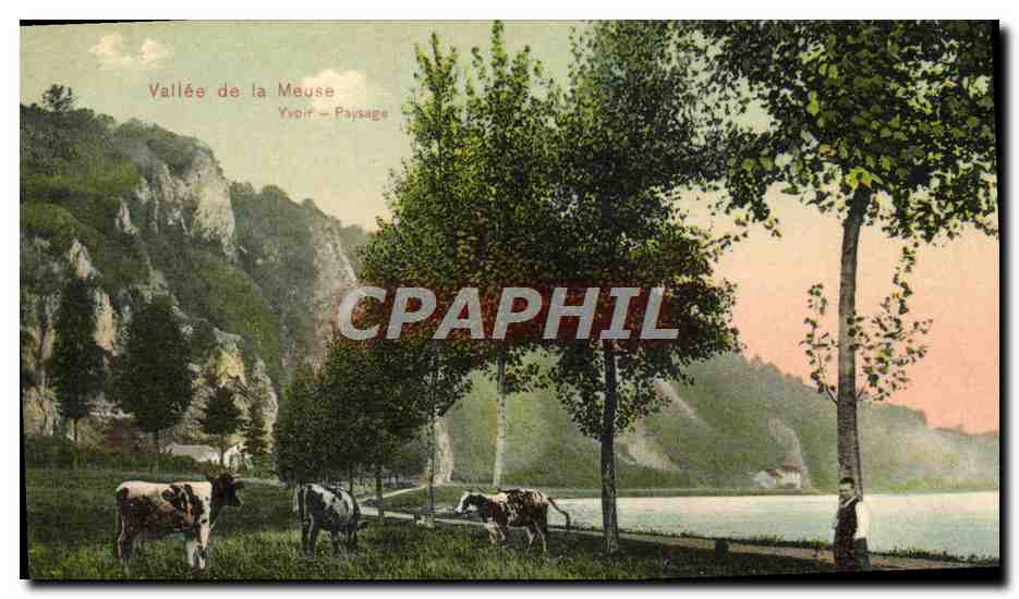CPA Vallee de la Meuse Yvoir Paysage Vaches