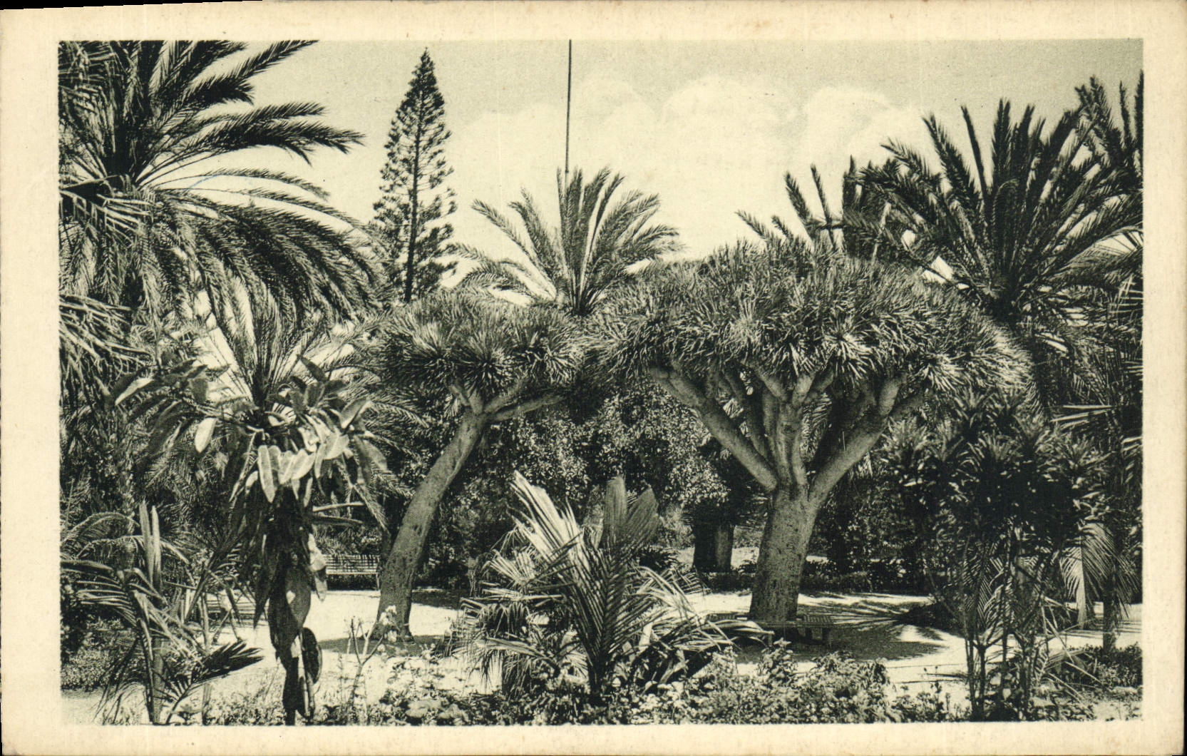 CPA Las Palmas Parque de Santa Catalina Los Dragos 