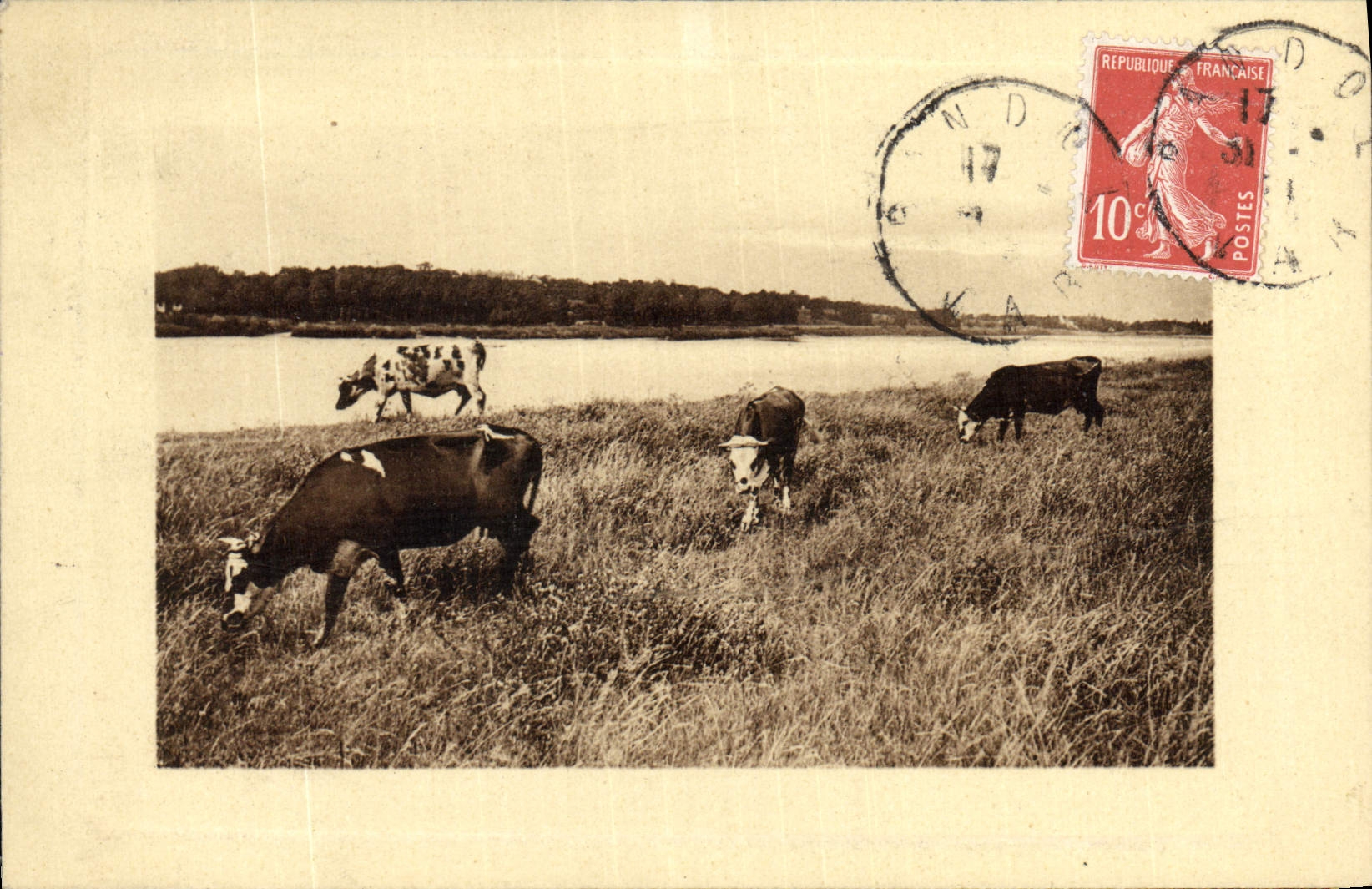 Vaches paissant près d'un lac — France — éditeur non visible