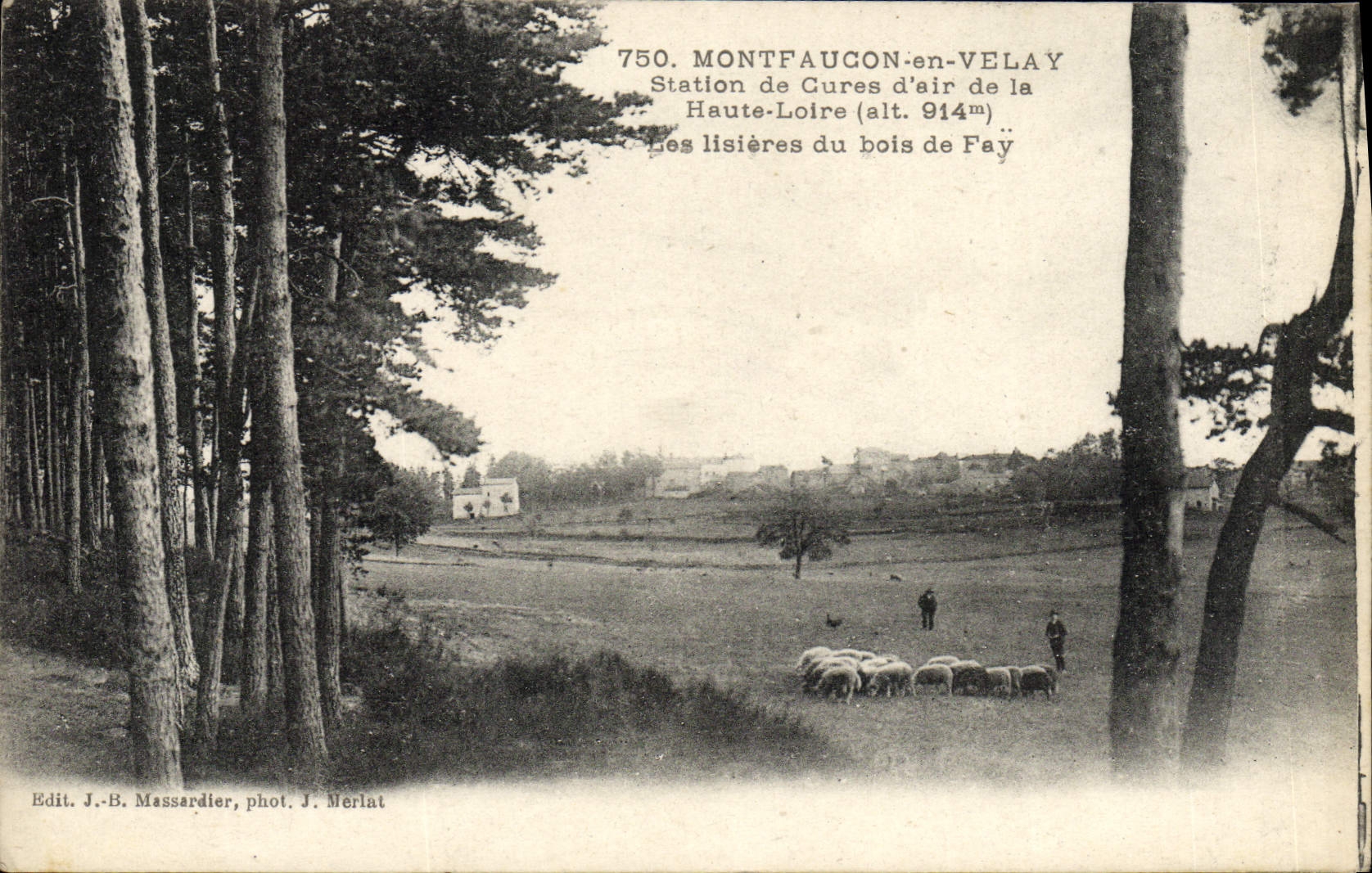 CPA Montfaucon En Velay Station De Cures d'air Les lisieres du bois de Fay Moutons 
