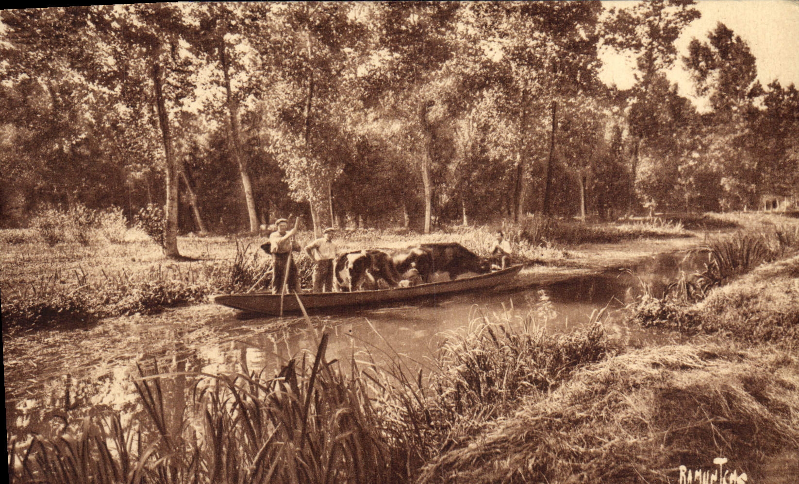 CPA Le marais Poitevin Transport de betail Vaches