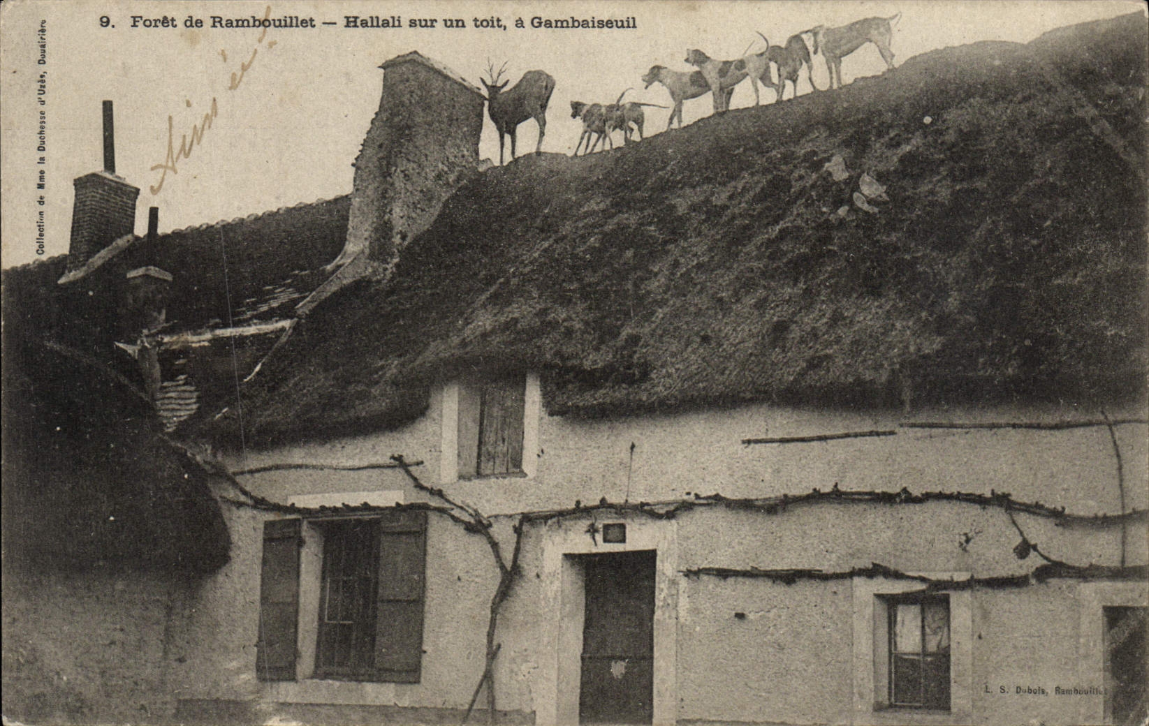 Forêt de Rambouillet — Hallali sur un toit, à Gambaiseuil — S. Duboche, Rambouillet
