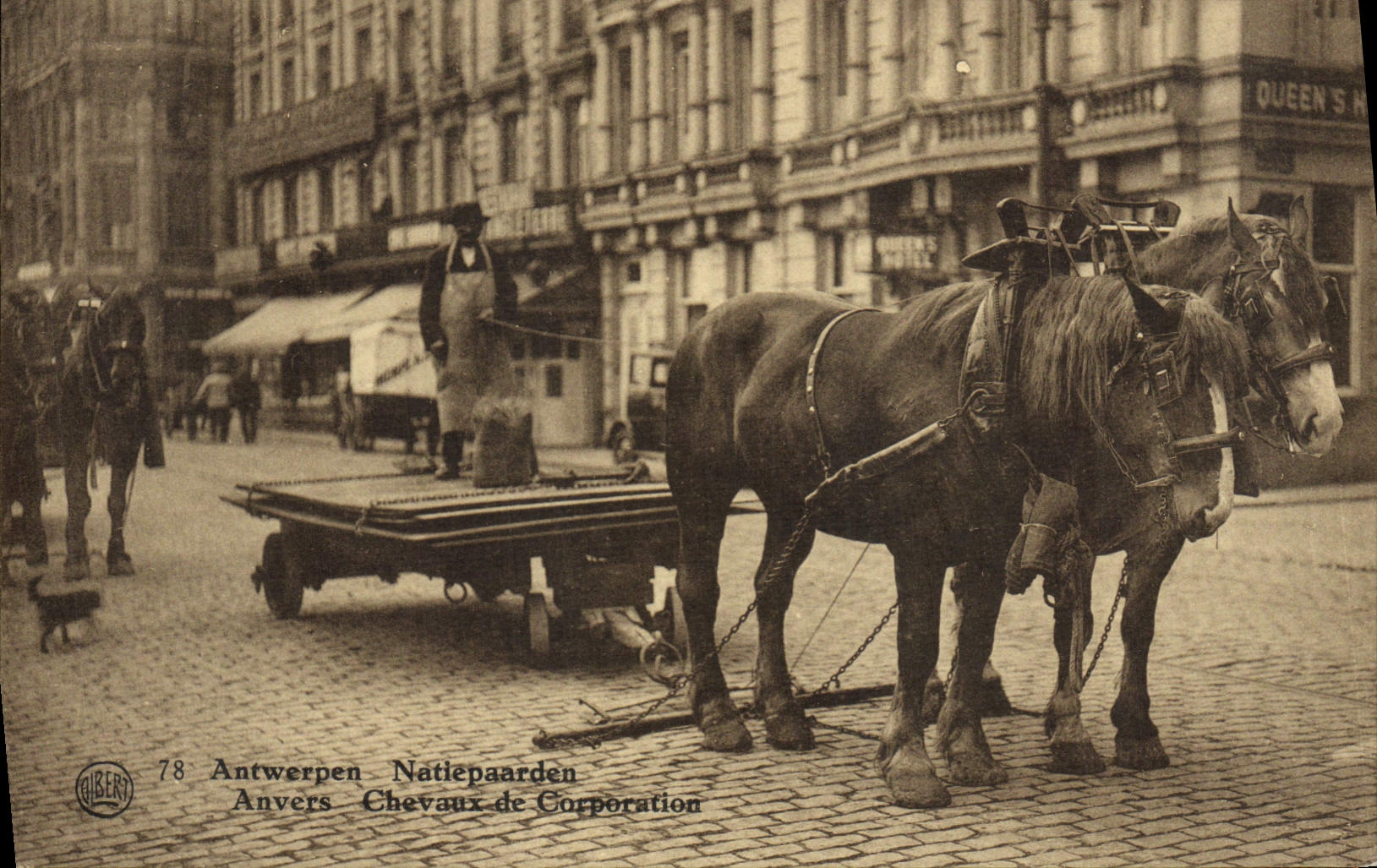CPA Anvers Chevaux de Corporation Attelage