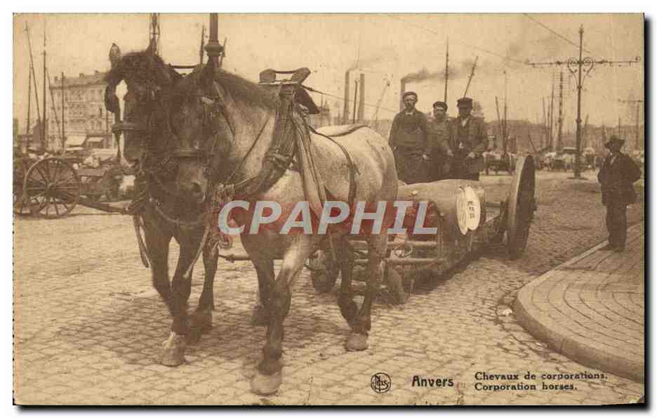 CPA Anvers Chevaux de Corporations Attelage 