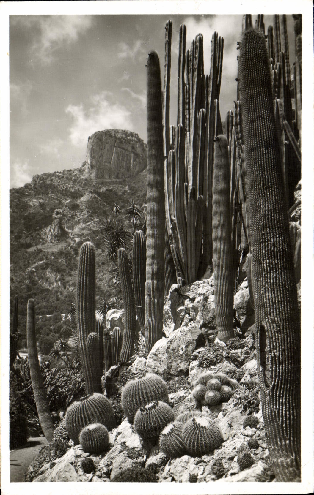Exotischer Garten von Monaco — Echinocactus und Piloceris — Exklusive Ausgabe des Exotischen Gartens von Monaco