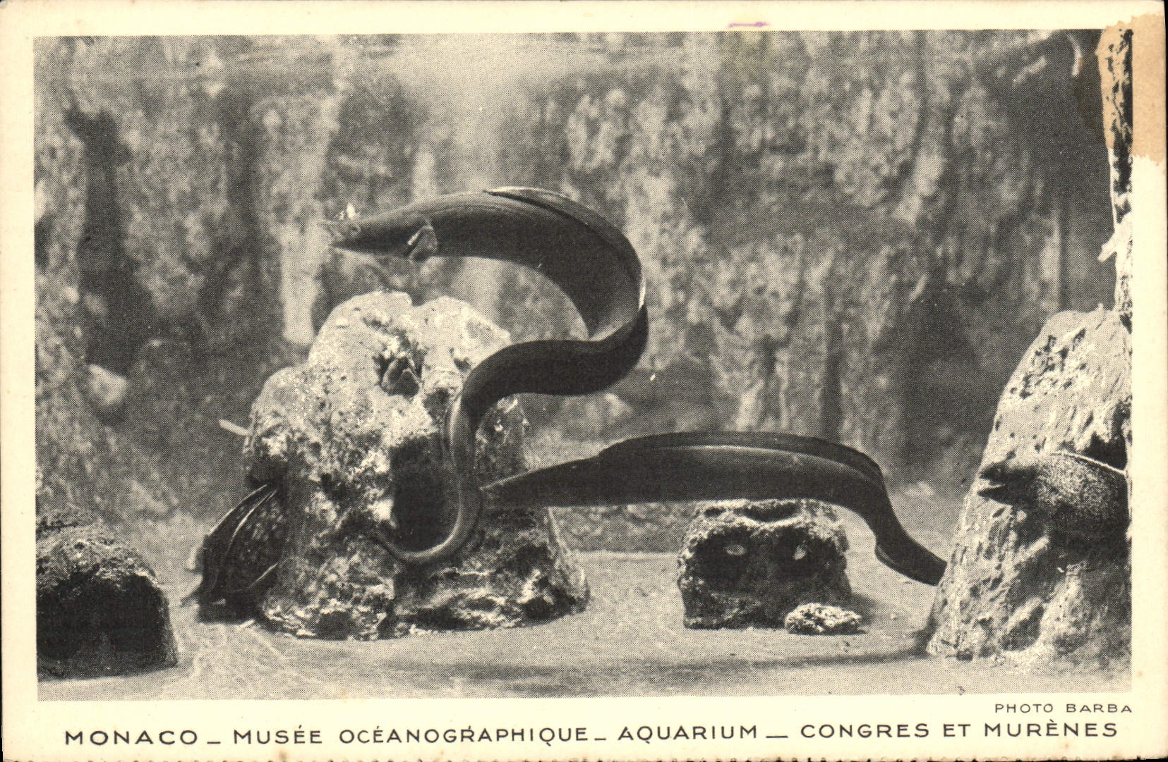 CPA Monaco Musee Oceanographique Aquarium Congres et Murenes