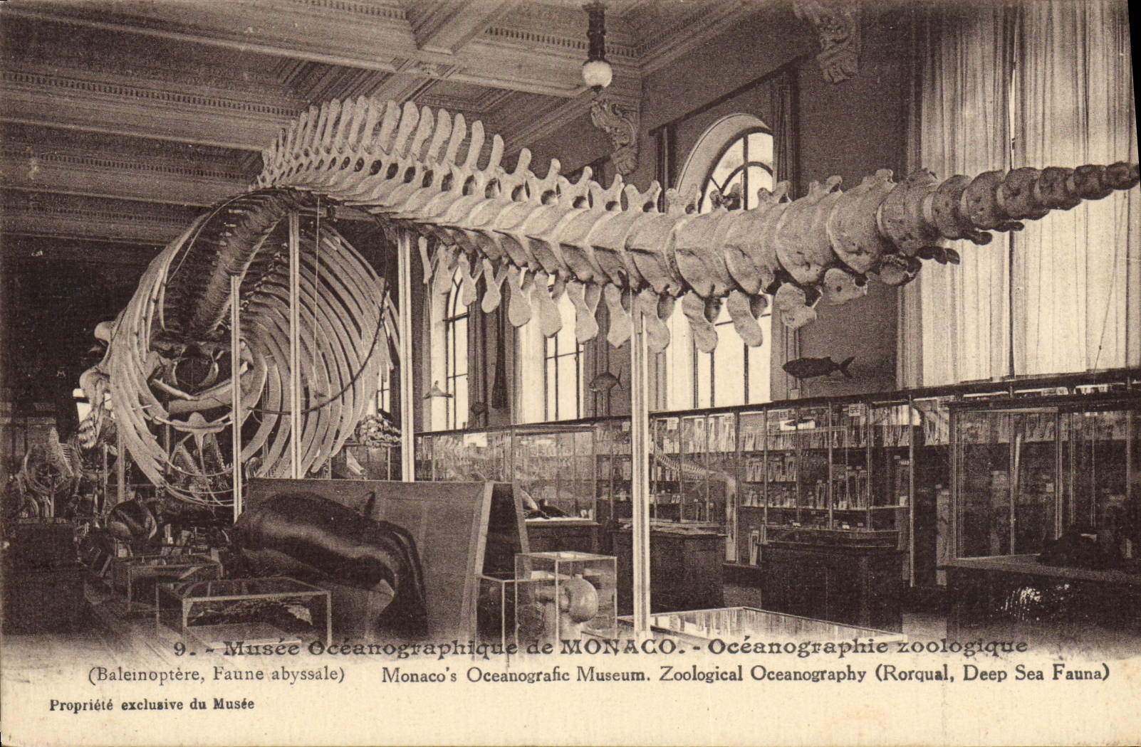 CPA Monte Carlo Musee oceanographique de Monaco Balein Dinosaure