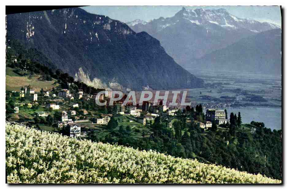 CPM Glion S Montreux Les Dents Du Midi Et Les Champs De Narcisses