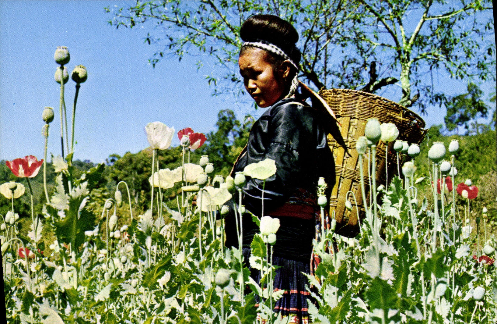CPM Thailande Meo Hill Tribe girl opium Drogue