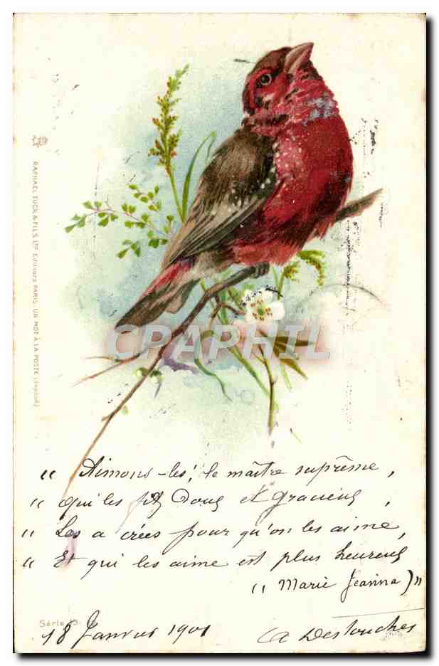 CPA Fantaisie Oiseau Rouge Gorge 