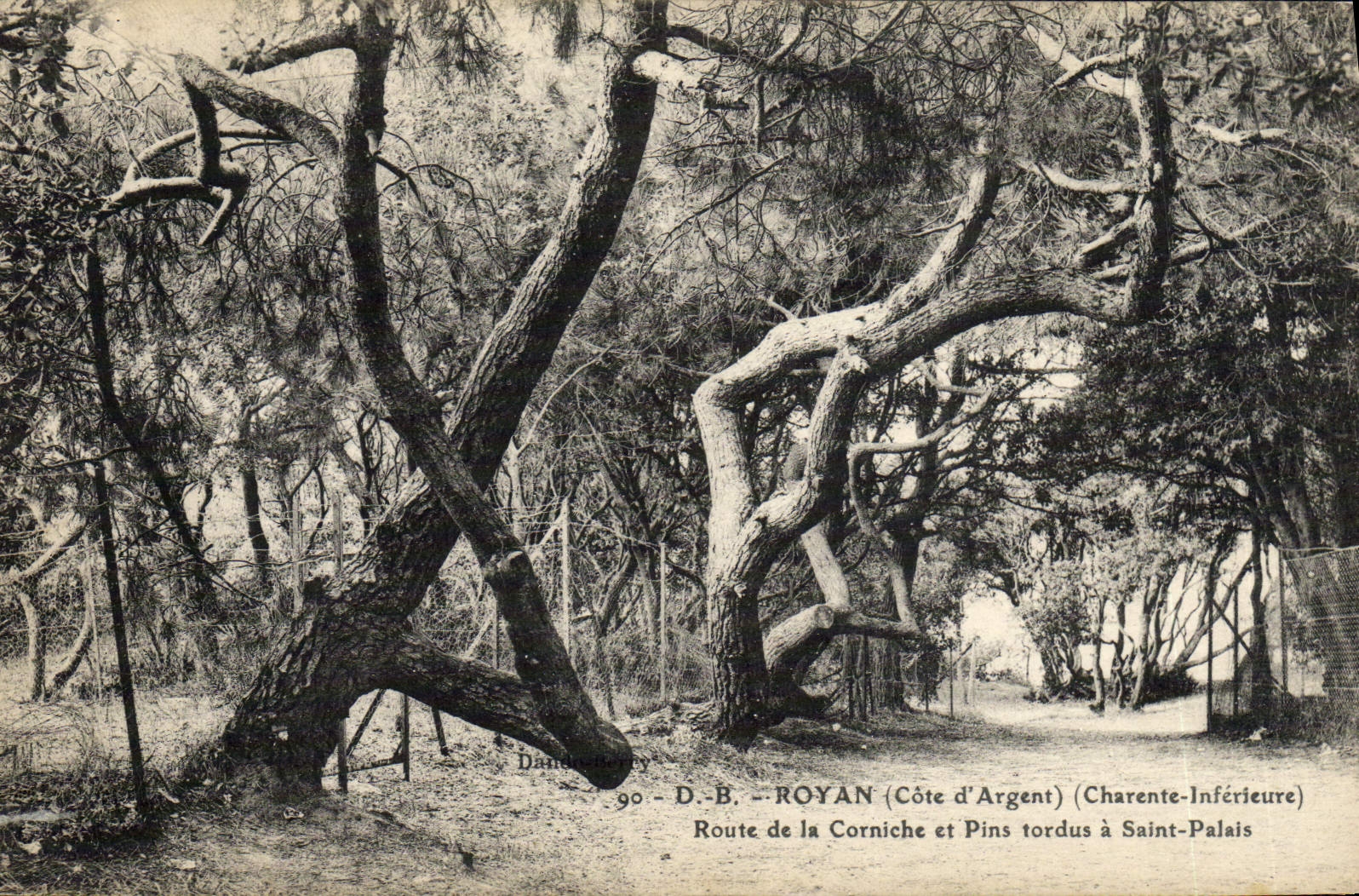 Route de la Corniche und verbogene Kiefern in Saint-Palais — Dandourey — n°90