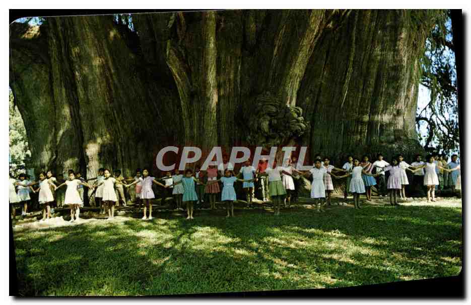CPM Mexico Ninos demuestran lo Enorme del Arbol del Tule
