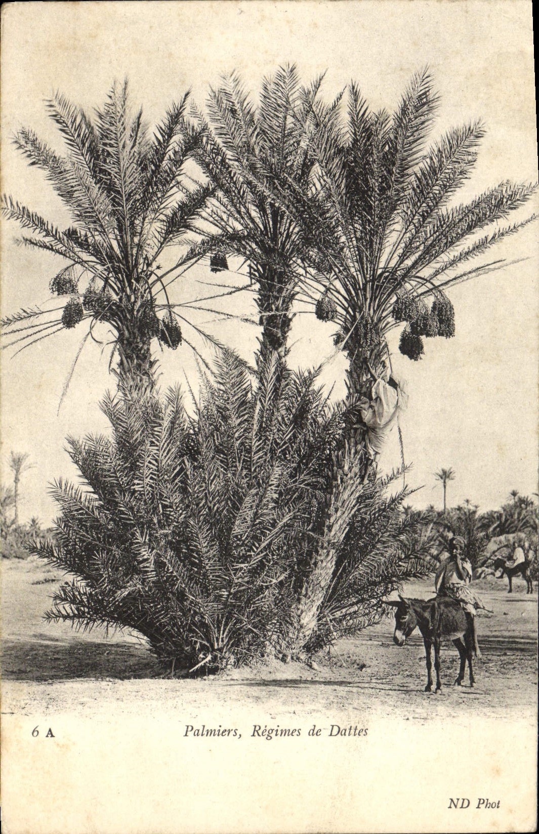 CPA Palmiers Regimes de Dattes