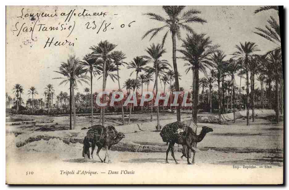 CPA Tripoli d'Afrique Dans l'Oasis Chameaux 