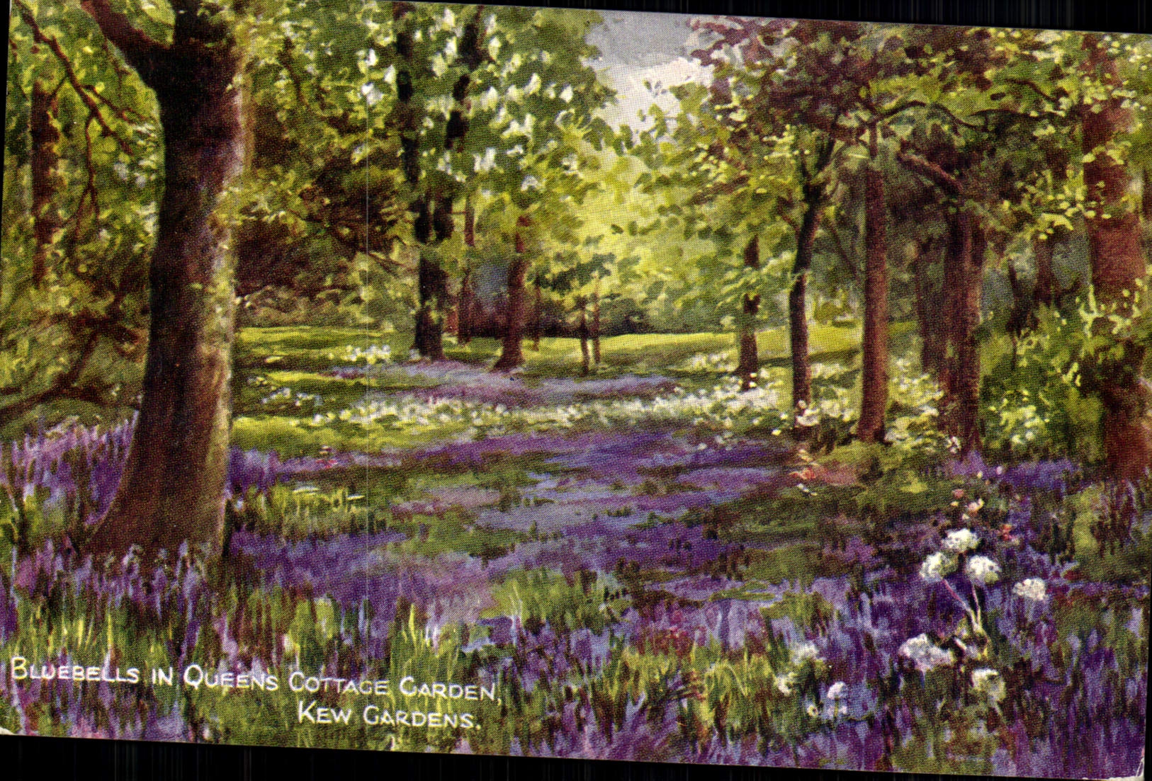 CPA Bluebells In Queens Cottage Garden Kew Gardens