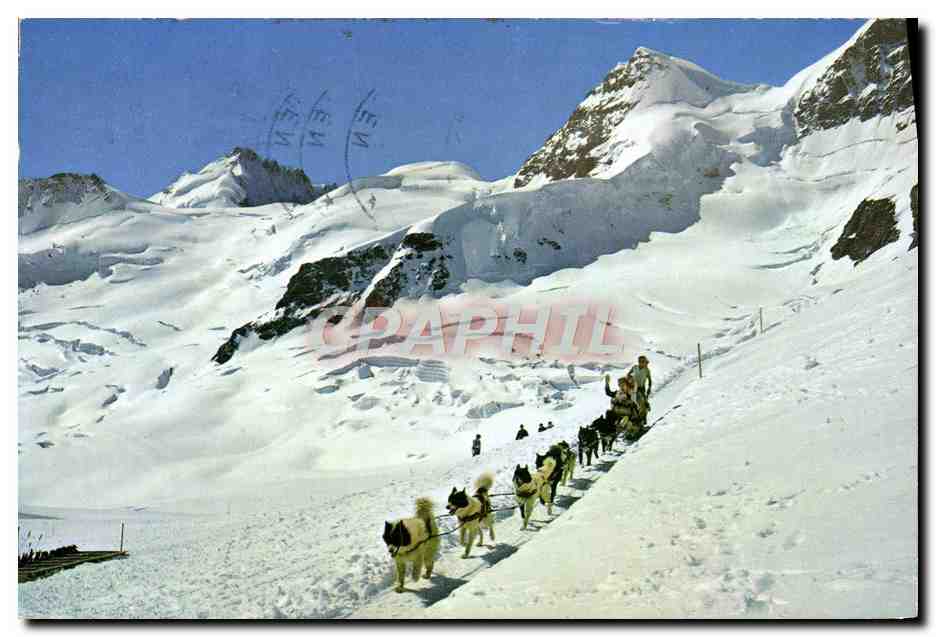 CPM Jungfraujoch Polarhunde Mit Gletscherhorn Unr Rottalhorn Chiens de traineau