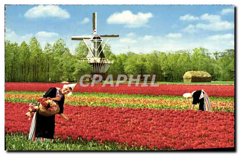CPM Holland Bloemenland Molealand Land Of Flowers and Wind Mills Land der Moulin