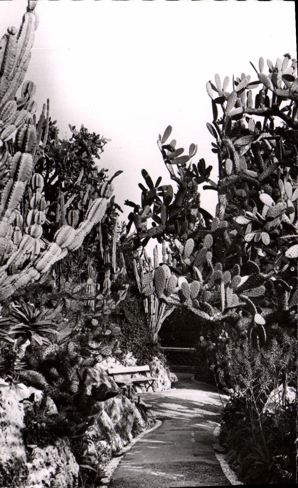CPM Le Jardin Exotique de Monaco Cereus paraguemis Opunti sulfurea