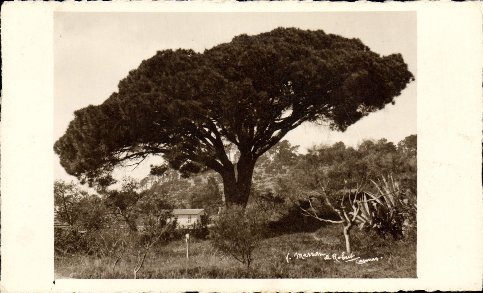 CPA Arbre Cannes