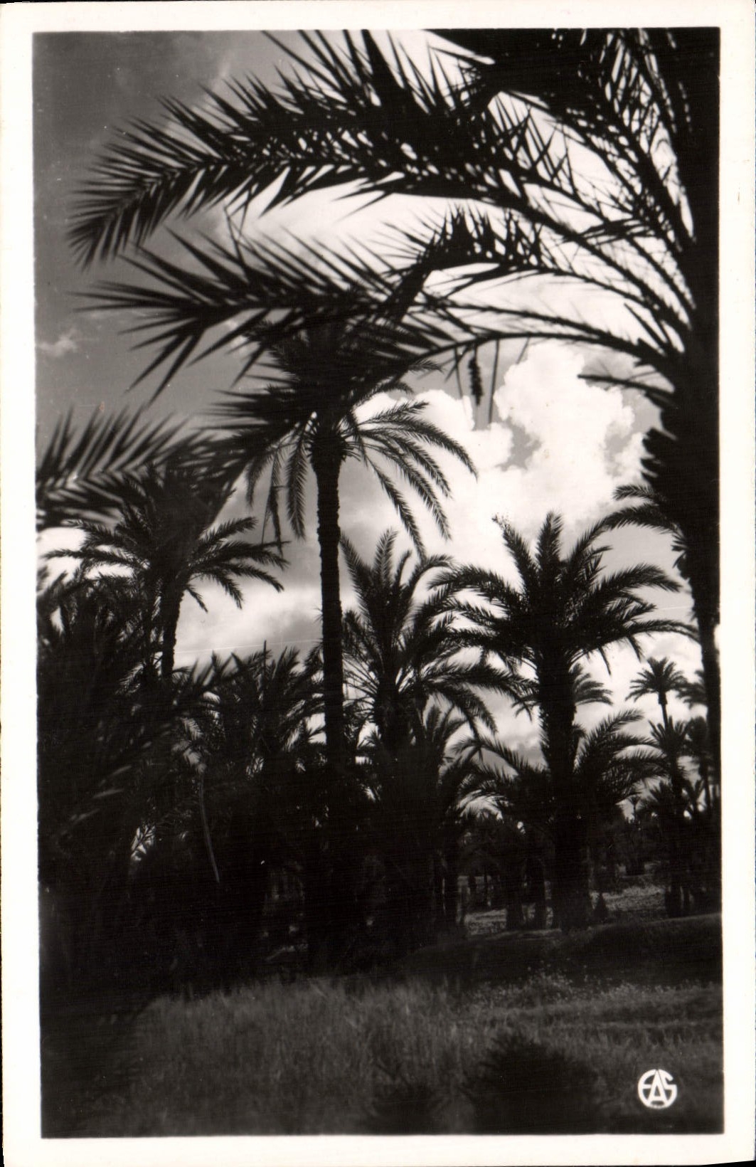 La Palmeraie au Crépuscule — Oran — Éditions Alexandre Steecky