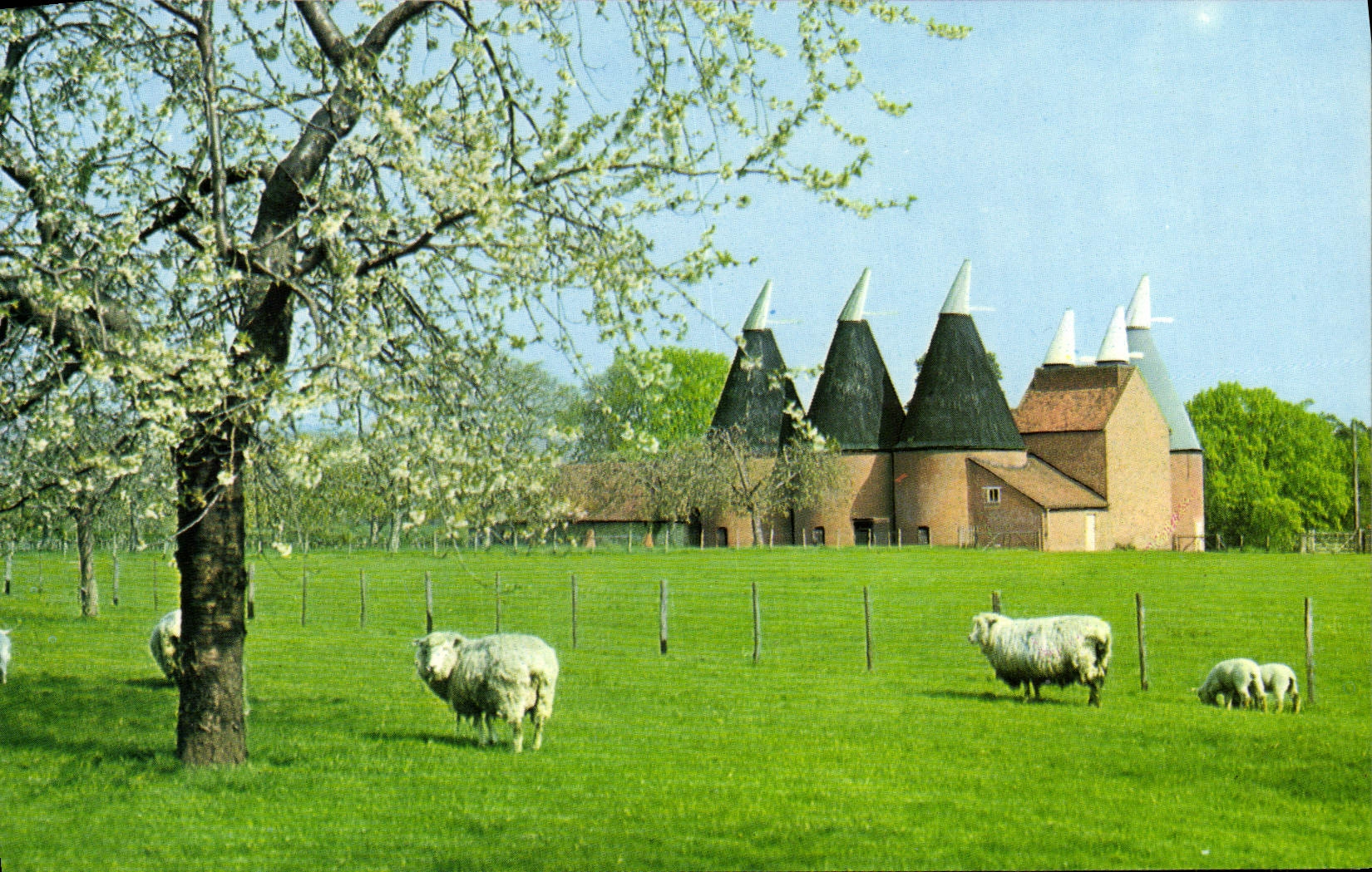 Kent-Zwiebeln — Frühlingssicht — CPAPHIL, n°11860 - Vorderseite