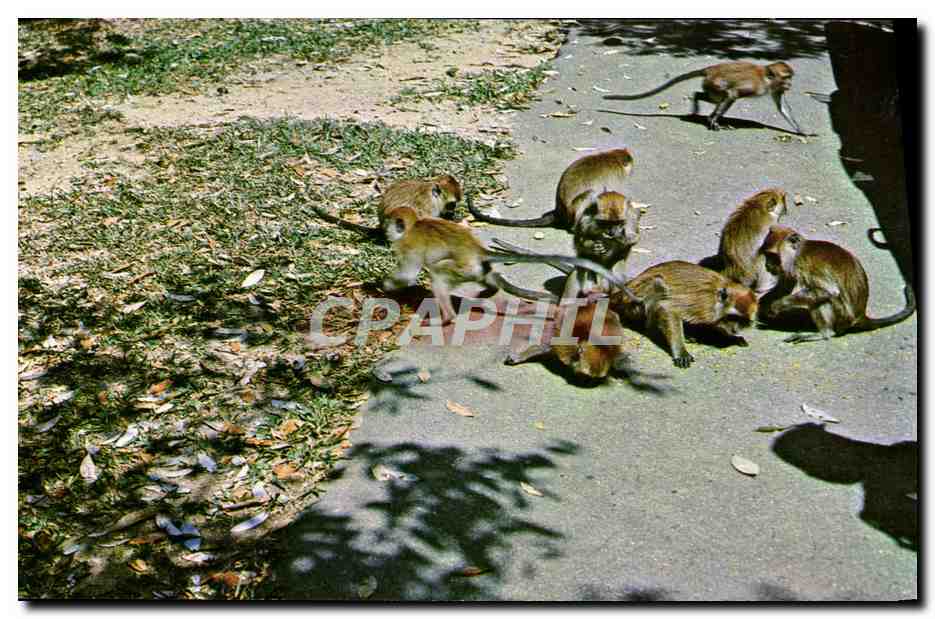 CPM Monkeys At Waterfall Gardens Penang Singes