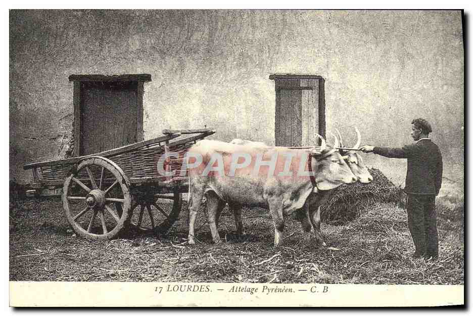 REPRO Lourdes Attelage Pyreneen Boeufs Vaches