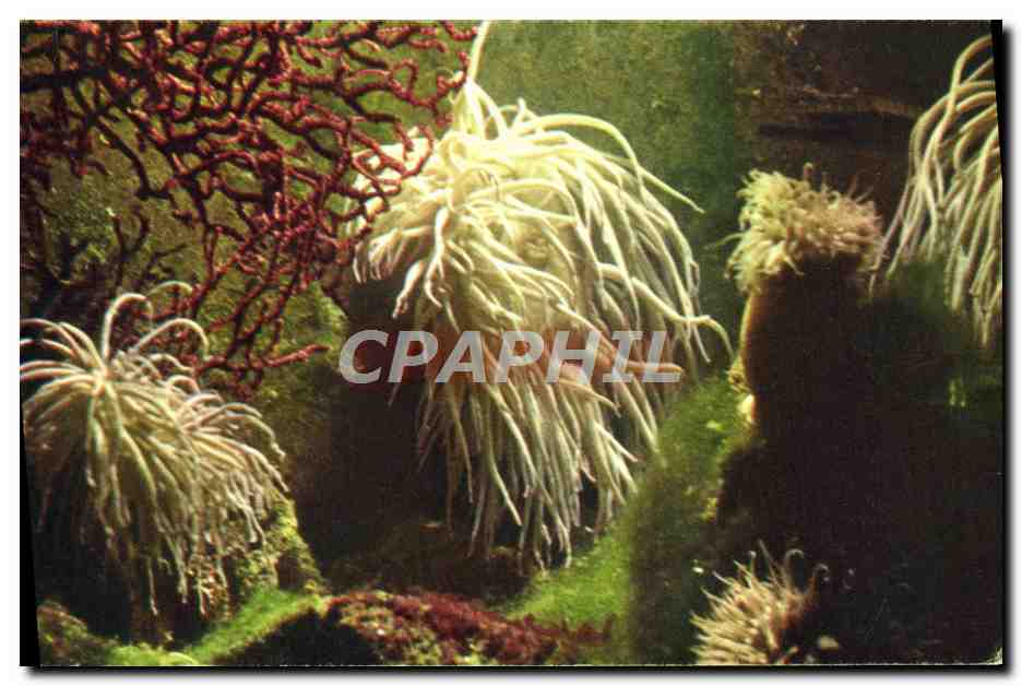 CPM Comite National De l'Enfance Avenue Franklin Roosevelt Paris Anemone de mer