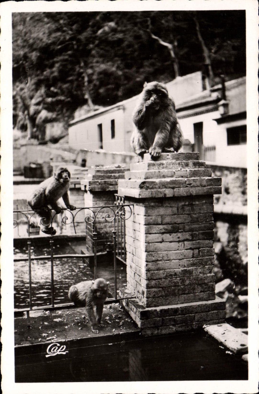 CPM Blida Les Gorges De La Chiffa a L'Hotel Du Ruissau des Singes 