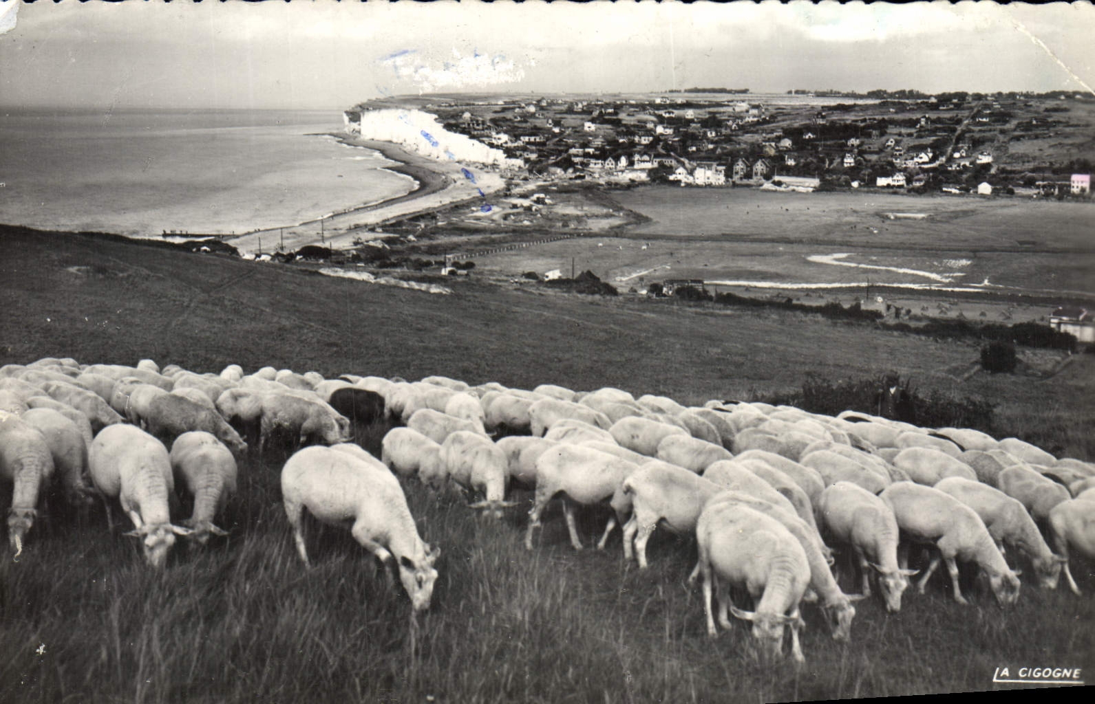 CPM Criel sur Mer Panorama Pris Des Falaises d'Aval Moutons