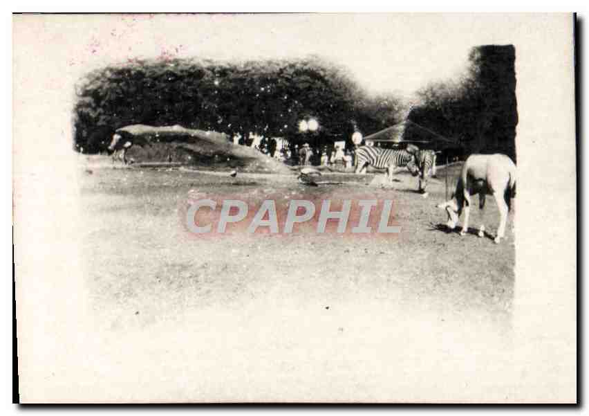 Photo Paris Exposition coloniale 1931 Animaux Zoo Zebre 
