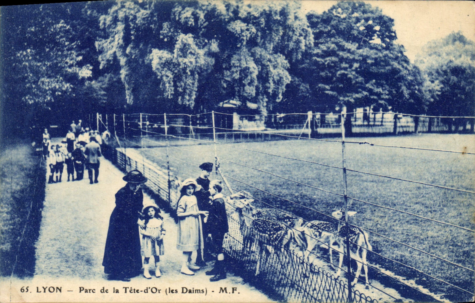 LYON - Parc de la Tête-d'Or (les Daims) - M.F.
