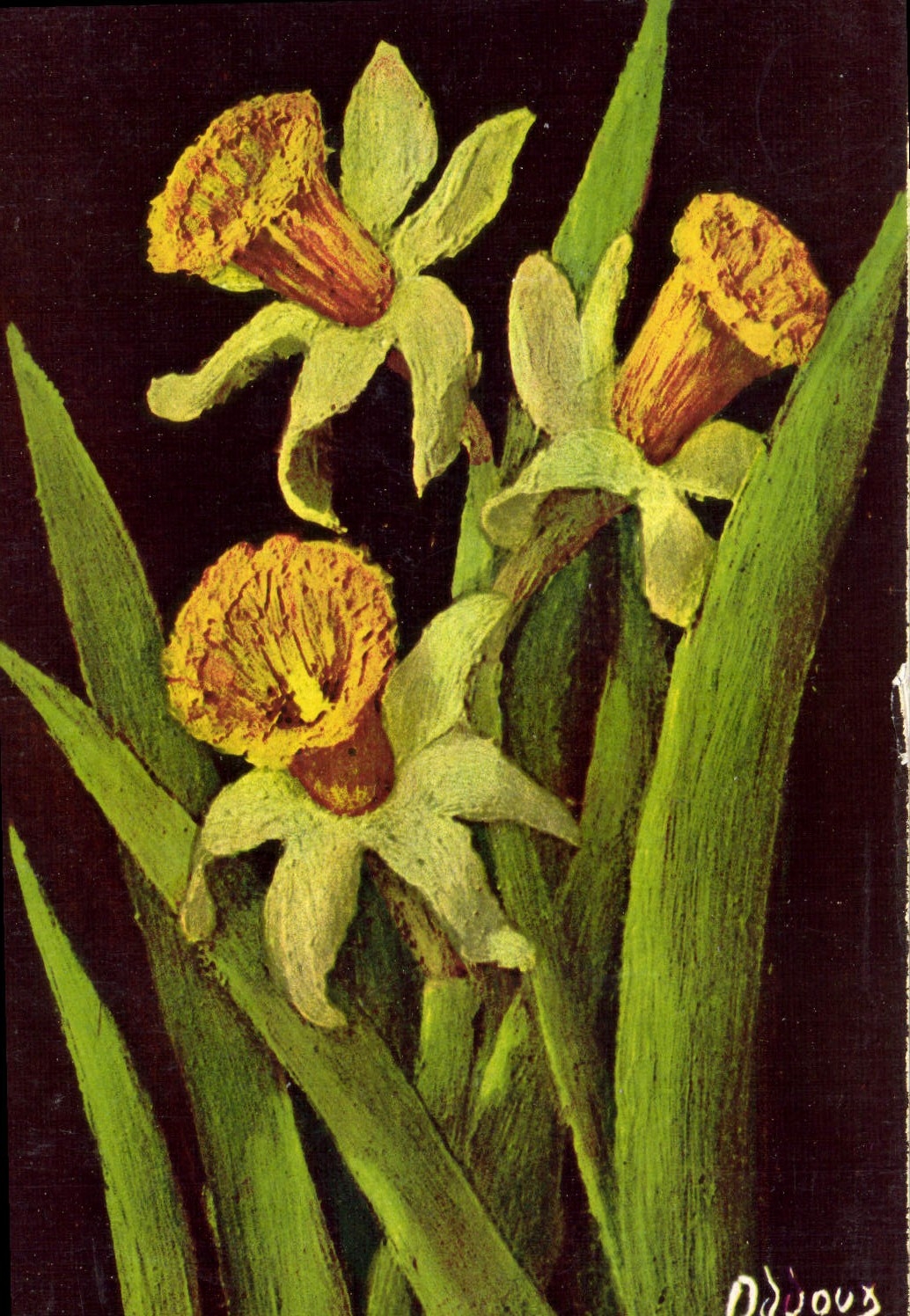 CPA Fleur Narcissus Bicolor