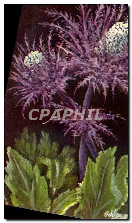 CPA Fleur Eryngium Alplnum
