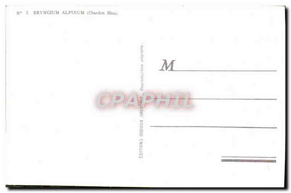 CPA Fleur Eryngium Alplnum — Verso
