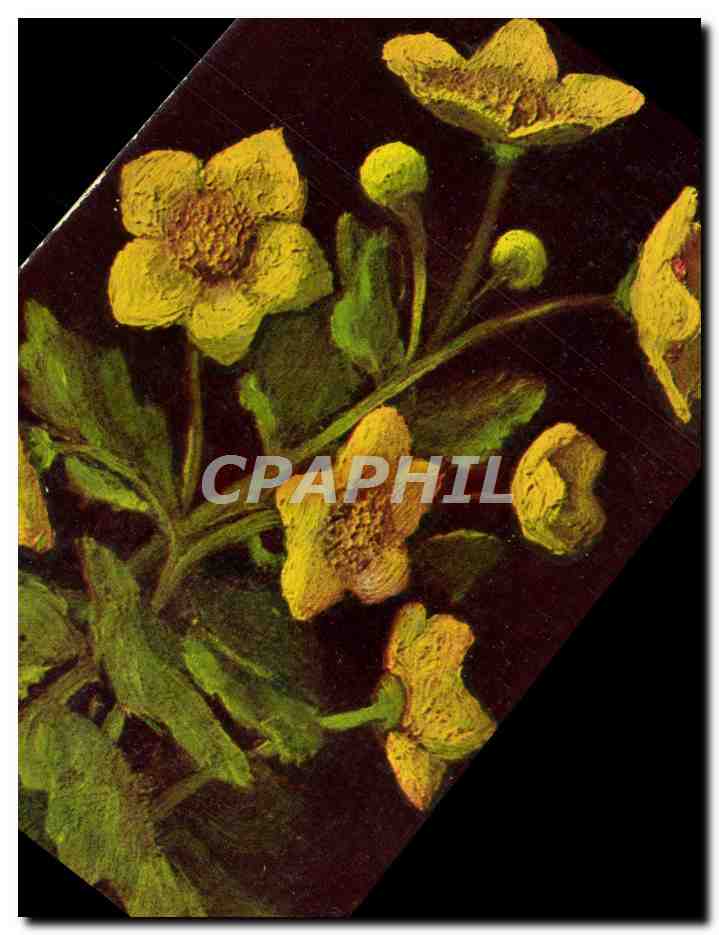 CPA Caltha Palustris Boutons d'or Fleur