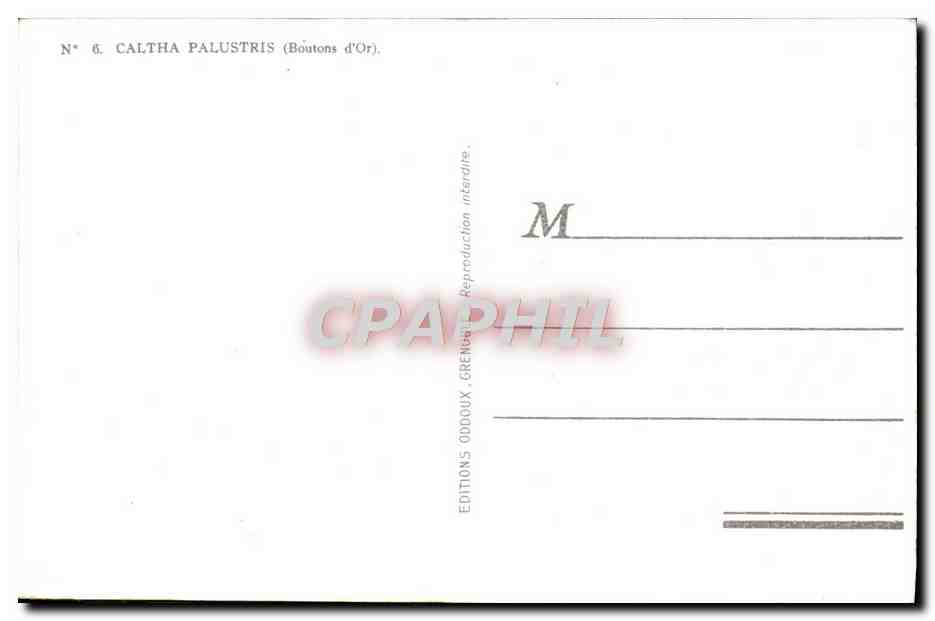 CPA Caltha Palustris Boutons d'or Fleur — Verso