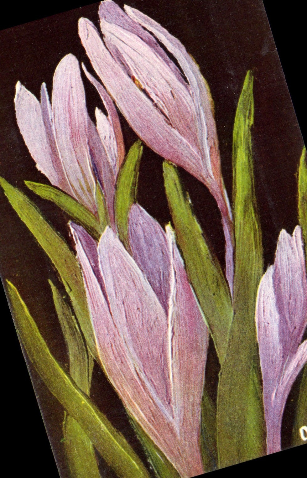 CPA Bulbocodium Vernum Fleur Colchique