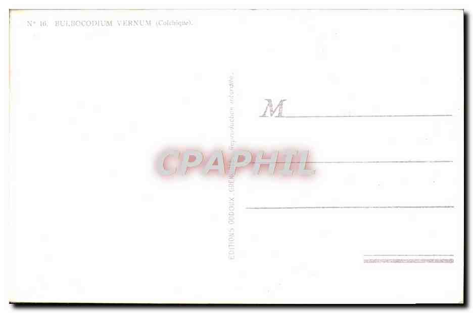 CPA Bulbocodium Vernum Fleur Colchique — Verso