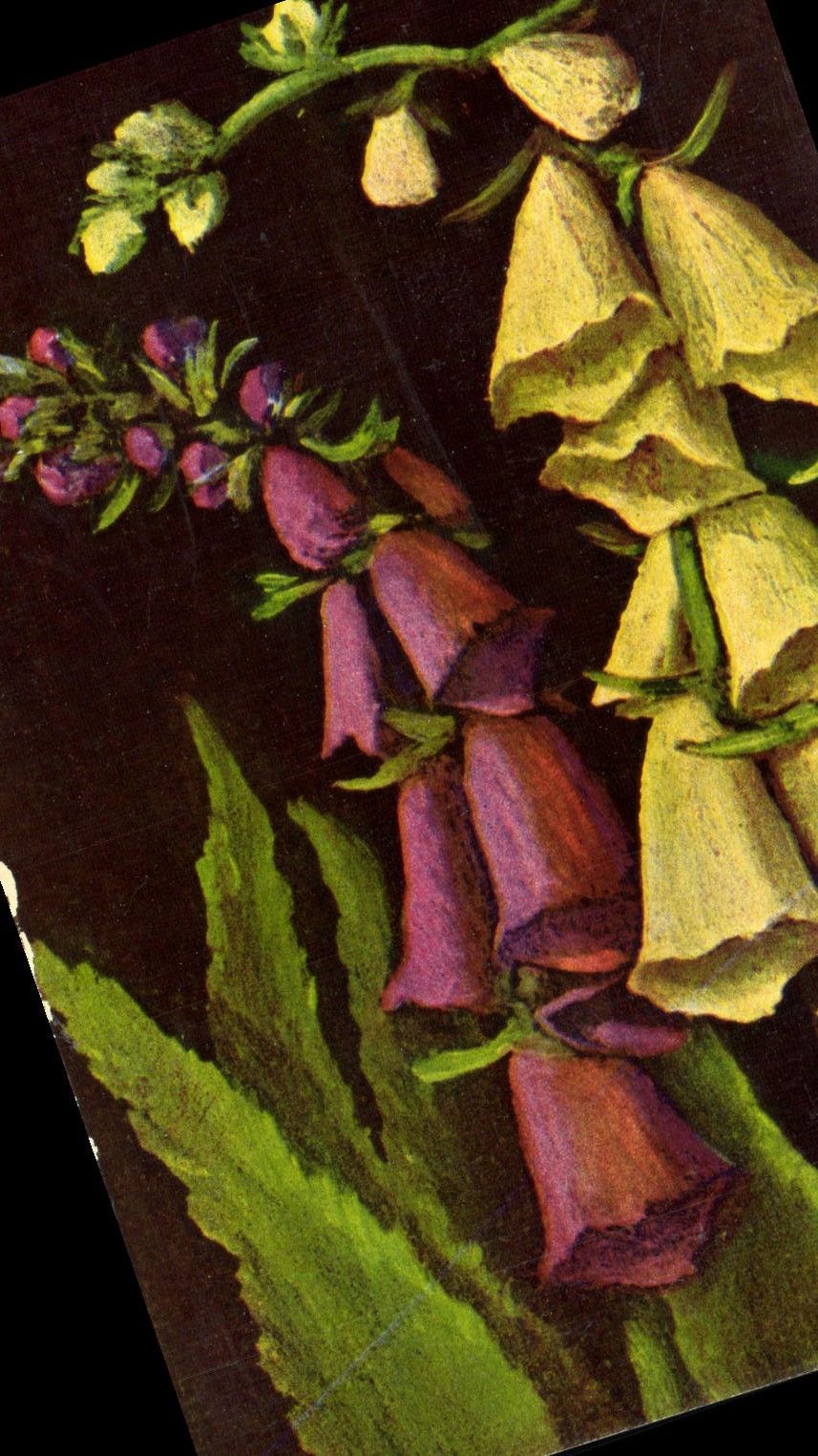 CPA Digitalis Purpurea Et Ambigua Digitales Fleur