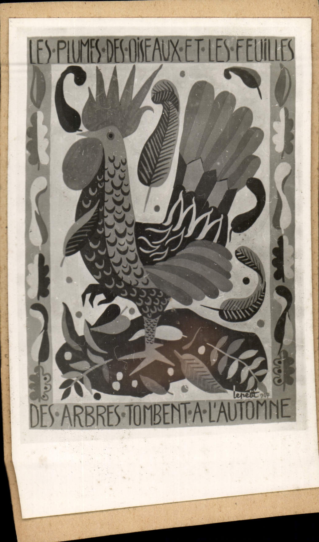 Photo Les plumes des oiseaux et des fuilles Coq 