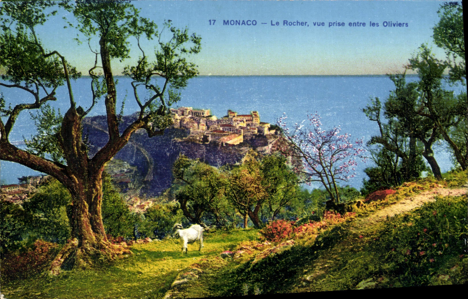 CPA Monaco Le Rocher vue Prise entre les Oliviers Chevre Bouc