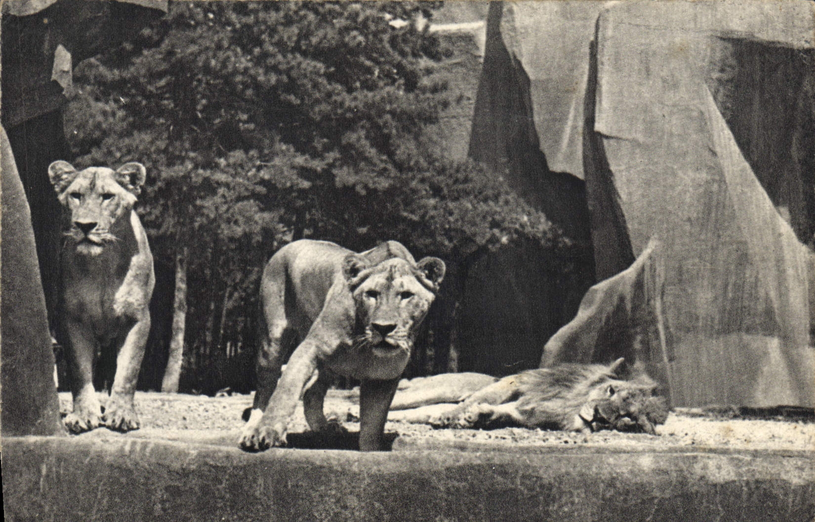 CPM Lion et lionnes sur leur plateay Vincennes Zoo Paris 