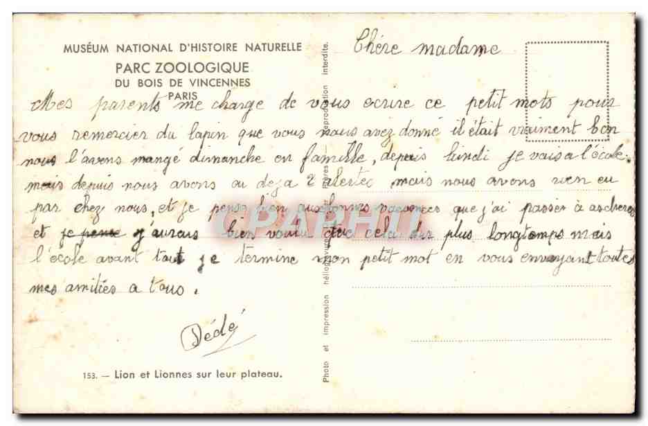 CPM Lion et lionnes sur leur plateay Vincennes Zoo Paris  — Rückseite